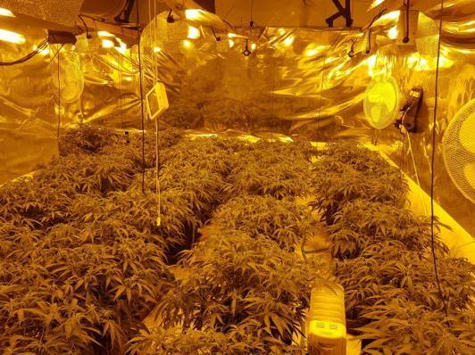 Large cannabis factory found in village near Rushden