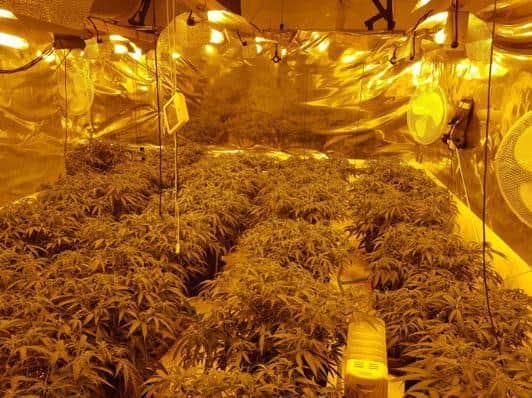Inside the cannabis factory in Stanwick