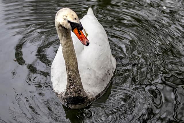 An Abington Park lake was struck by an oil contamination over the weekend. Credit: Keith J Smith Photography