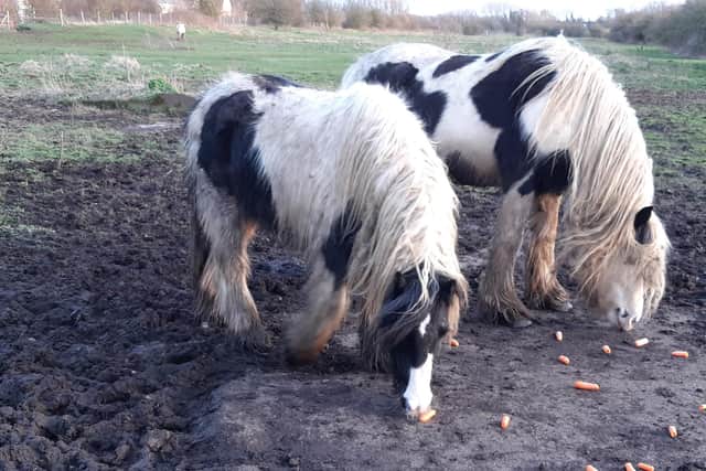 The horses have been removed from the field.