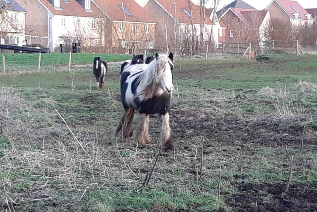 A local man was concerned about the state of the horses' shoes.