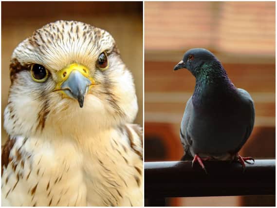 Daventry District Council is planning to use trained falcons to tackle the town's pigeon problem.