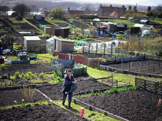 Allotment holders have been asked to adopt a 'common-sense approach' and maintain at least the two-metre prescribed distance from one another. (File picture).