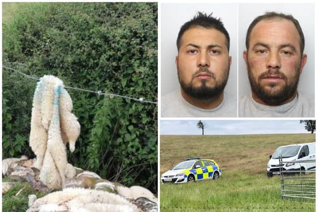 Three men have been jailed for the vile spate of sheep butcherings that plagued Northamptonshire last year.