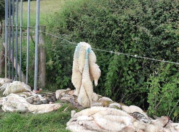 Farmers were left to find what had happened to their treasured livestock the next morning.