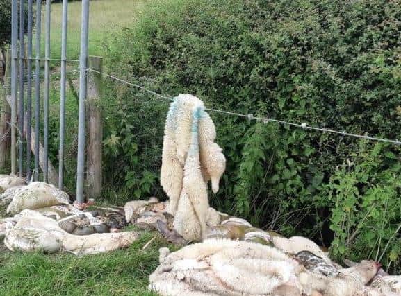 For five months, farmers in Northamptonshire "lived in fear" of waking up to see if they had become the latest victims.