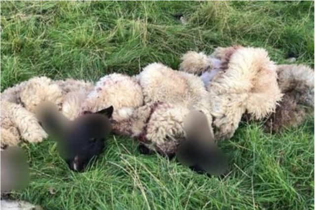 The National Farmers Union has described the anxiety faced by farmers facing the spate of illegal sheep killings last year.