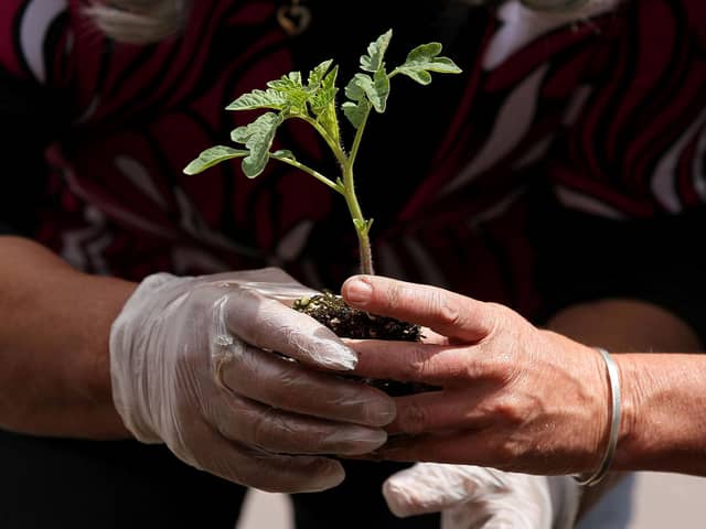 Local garden centres are making it possible for customers to enjoy gardening during lockdown. Photo: Getty Images.