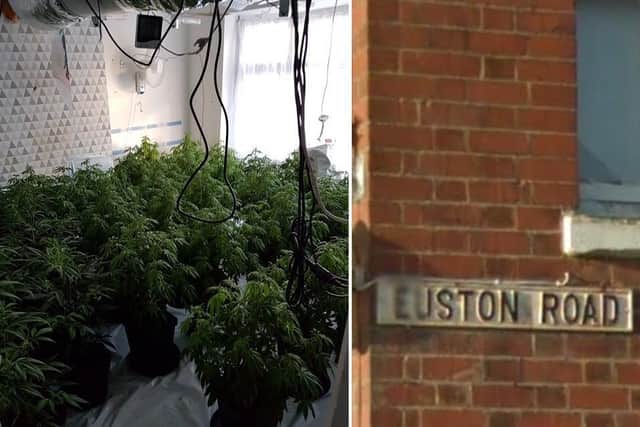 Police raid on property in Euston Road uncovered nearly 200 canabis plants
