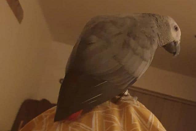 Evin the African grey parrot escaped from her home in Military Road, Northampton, on Sunday (April 5). Photo: Zina Nazarova
