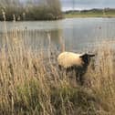 The stranded sheep was spotted near The Lakes in Northampton by a walker.