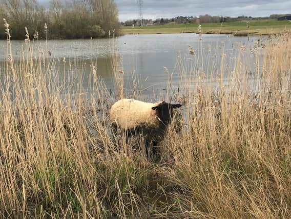 The stranded sheep was spotted near The Lakes in Northampton by a walker.