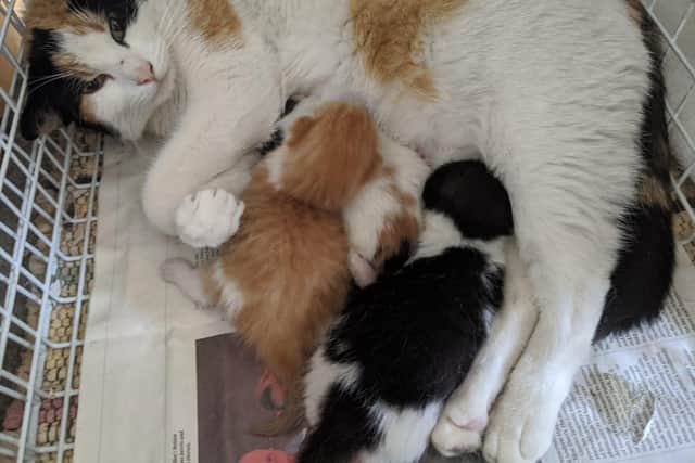 Bella Maisie and her kittens are just one of the families the charity has helped over the last few weeks.