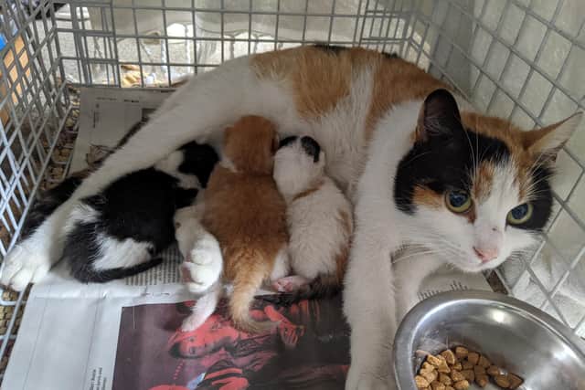 A woman who founded a feline charity and works with cats everyday is assuring people they can't catch coronavirus from cats.