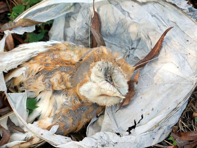 RSPCA inspectors found this owl trapped in a sky lantern