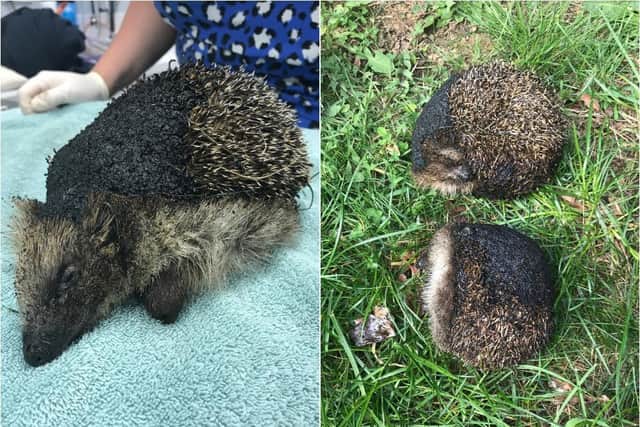 Left: One of the hedgehogs was treated at the vets overnight but died. Right: How the hedgehogs were found, with obvious burn marks on their backs. Photos: RSPCA
