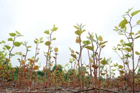 Picture shows: Japanese knotweed in its spring growth phase (Credit: Environet UK)