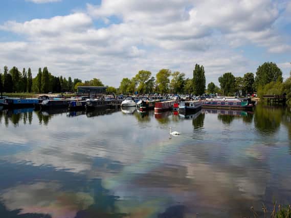 A swam pictured swimming through the oil spillage at Billing Marina this week.