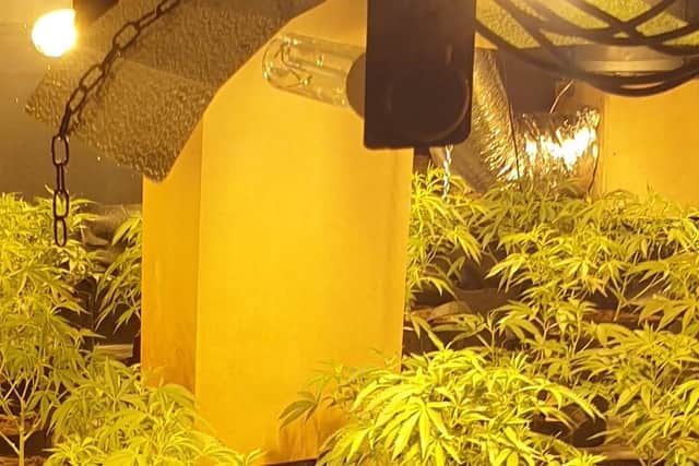 Northamptonshire Police found more than 100 plants growing in the cellar of the Gold Street nightclub