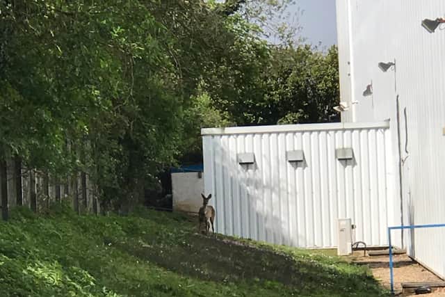 The RSPCA was called to a report of a trapped deer.
