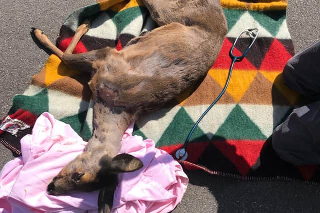 The deer was sedated and was then release back into the wild after it woke up.