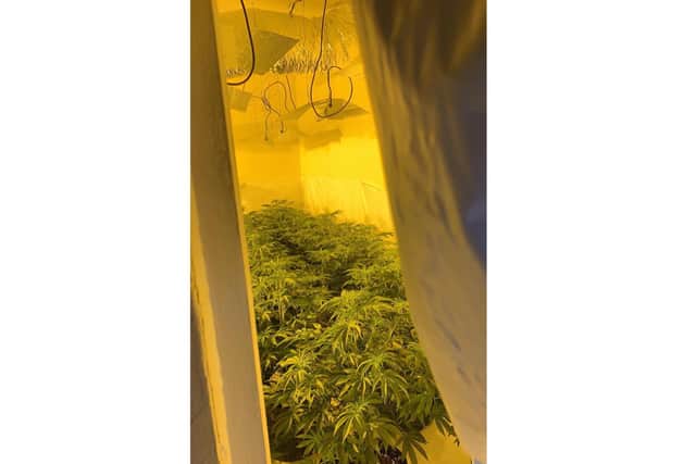 The cannabis factory found in Northampton. Credit: Northants Police