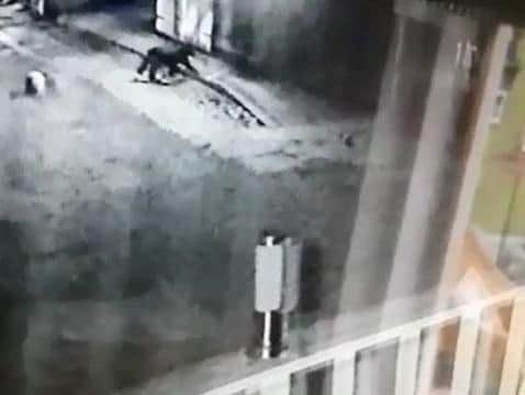 Security lights pick up the mysterious animal wandering around