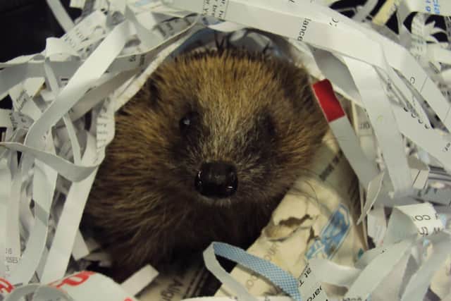 RSPCA staff get more calls about hedgehogs than any other form of wildlife