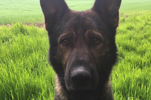 PD Olly Picture: twitter.com/northantsdogs