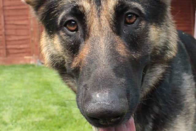 PD Kez Picture: twitter.com/northantsdogs