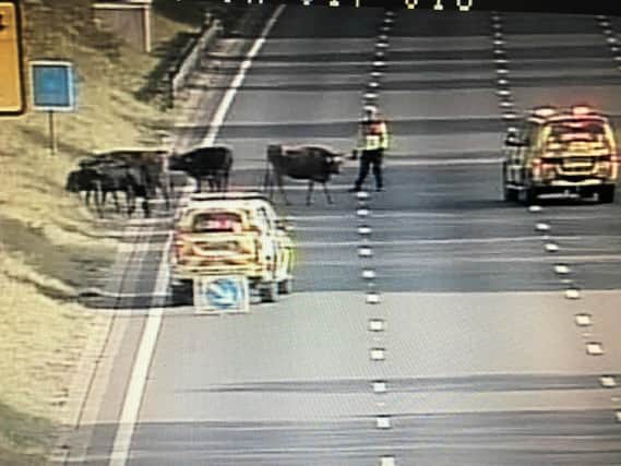 Traffic cameras showed Highways England officers tackling cattle on the M1 on Wednesday