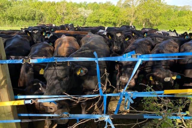Traffic officers got the cows back in their own field. Photo: Highways England