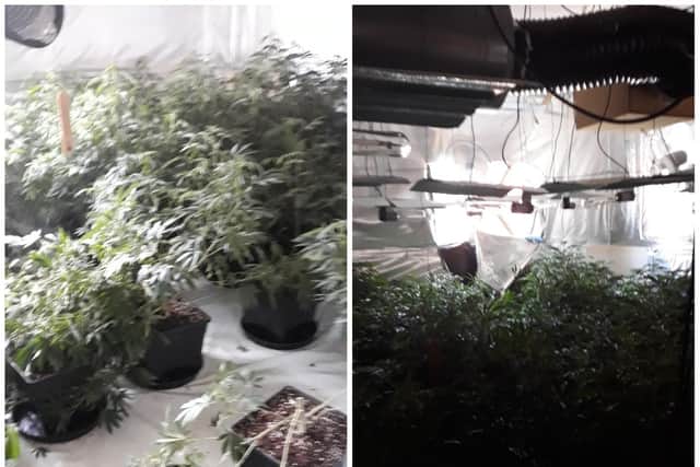 The chase started when police uncovered a cannabis farm in Nottingham. Photos: Notts Police