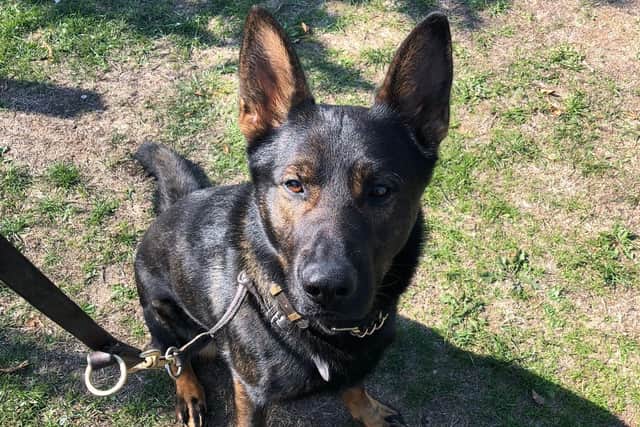 PD Walt had a win last night. Photo: Twitter/Northants Police Dog Unit