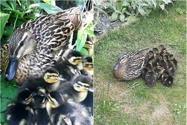 These adorable ducklings hatched in a local resident's back garden.