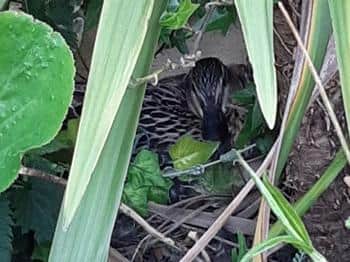 The mother duck made a nest in Sam's garden.