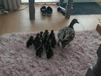The ducklings had to go through Sam's living room to get back to the lake.