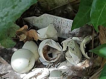 The eggs that the mother duck hatched.