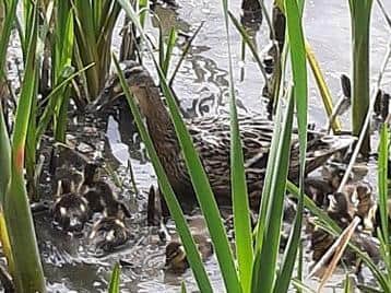 The ducklings swam off with their mum after sitting in shallow waters for a while.