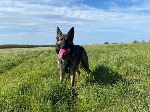 Picture: Northants Police Dog Section
