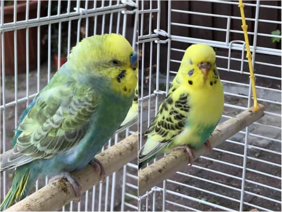 Ocean and Buttercup escaped from their family's home in Weston last week and have been missing ever since.