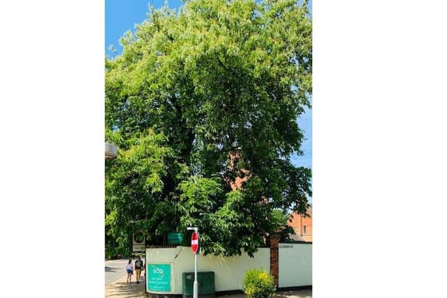 The distinctive horse chestnut tree on Billing Road could be cut down.