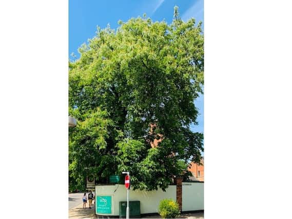 The distinctive horse chestnut tree on Billing Road could be cut down.