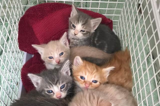 The RSPCA has received 68 reports about cats in Northamptonshire since the beginning of the lockdown.