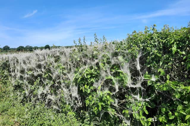 Caterpillar's silky webs cover hedgerows near Stoke Bruerne. Photos: Dawn Homer