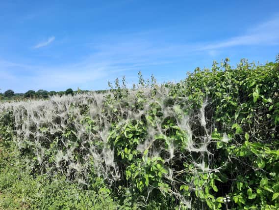 Caterpillar's silky webs cover hedgerows near Stoke Bruerne. Photos: Dawn Homer