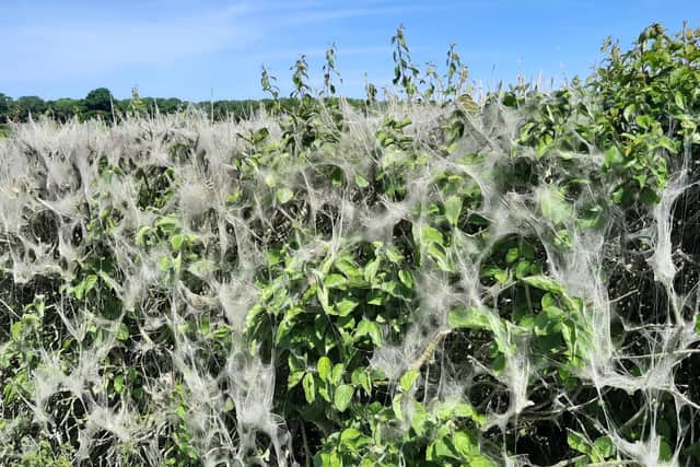 Dawn's pictures show the silky web spun by thousands of caterpillars