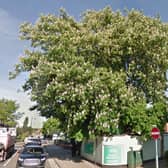 A debate has flared up over the future of a horse chestnut tree in Northampton town centre.