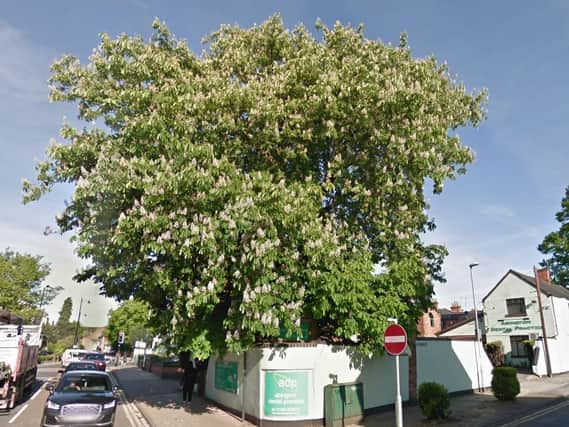 A debate has flared up over the future of a horse chestnut tree in Northampton town centre.