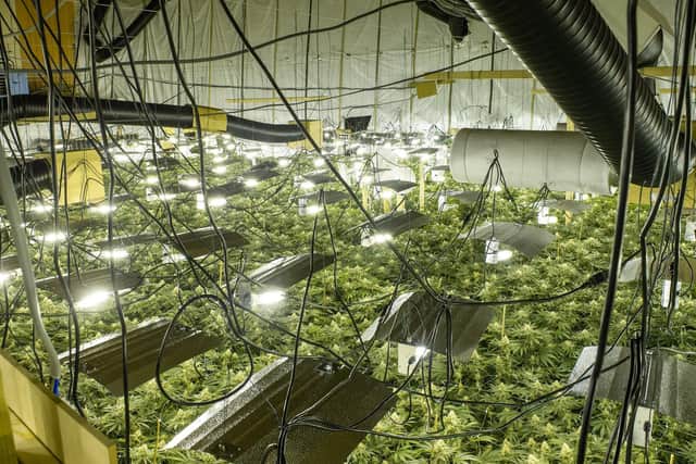 The 2019 cannabis factory.